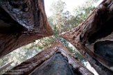 USCA1172095 reuzensequoia