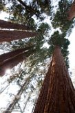 USCA1172098 reuzensequoia