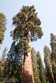 USCA1172100 reuzensequoia (The Sentinal)