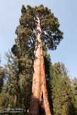 USCA1172102 reuzensequoia (The Sentinal)
