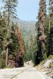 USCA1172120 Sequoia and Kings Canyon National Park