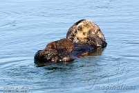 Moss Landing