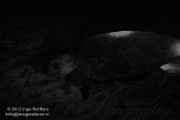 USFL2012513 Caretta caretta / onechte karetschildpad