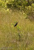 USFL2012030 groene reiger / Butorides virescens