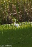USFL2012037 grote zilverreiger / Ardea alba