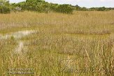 USFL2012047 The Everglades - Shark Valley