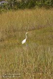 USFL2012049 grote zilverreiger / Ardea alba