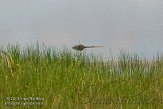 USFL2012056 Amerikaanse alligator / Alligator mississippiensis