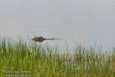 USFL2012058 Amerikaanse alligator / Alligator mississippiensis