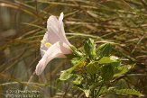 USFL2012061 Saltmarsh mallow