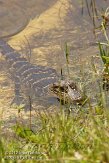 USFL2012064 Amerikaanse alligator / Alligator mississippiensis