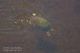 USFL2012083 Florida roodbuikschildpad / Pseudemys nelsoni