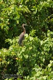 USFL2012087 witbuikreiger / Egretta tricolor