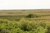 USFL2012092 The Everglades - Shark Valley