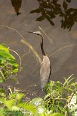 USFL2012097 witbuikreiger / Egretta tricolor