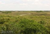 USFL2012099 The Everglades - Shark Valley