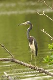USFL2012259 witbuikreiger / Egretta tricolor