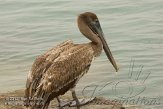 USFL2012275 bruine pelikaan / Pelecanus occidentalis