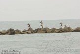 USFL2012284 bruine pelikaan / Pelecanus occidentalis