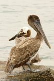 USFL2012319 bruine pelikaan / Pelecanus occidentalis