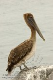 USFL2012340 bruine pelikaan / Pelecanus occidentalis