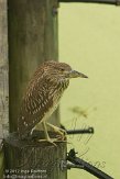 USFL2012576 kwak / Nycticorax nycticorax