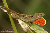 USFL2012589 bruine anolis / Anolis sagrei