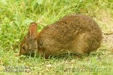 USFL2012603 moeraskonijn / Sylvilagus palustris