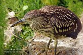 USFL2012621 kwak / Nycticorax nycticorax