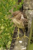 USFL2012634 kwak / Nycticorax nycticorax
