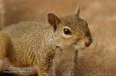 USFL2012530 grijze eekhoorn / Sciurus carolinensis