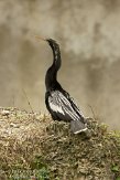 USFL2012542 Amerikaanse slangenhalsvogel / Anhinga anhinga