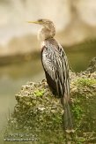 USFL2012555 Amerikaanse slangenhalsvogel / Anhinga anhinga