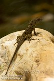 USFL2012233 bruine anolis / Anolis sagrei