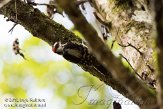 USFL2012661 donsspecht / Picoides pubescens