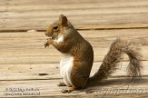 USFL2012664 grijze eekhoorn / Sciurus carolinensis