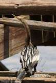USFL2012693 Amerikaanse slangenhalsvogel / Anhinga anhinga
