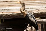 USFL2012698 Amerikaanse slangenhalsvogel / Anhinga anhinga