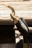 USFL2012702 Amerikaanse slangenhalsvogel / Anhinga anhinga