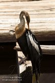 USFL2012705 Amerikaanse slangenhalsvogel / Anhinga anhinga