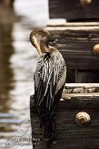 USFL2012712 Amerikaanse slangenhalsvogel / Anhinga anhinga
