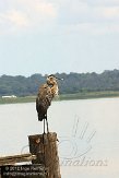 USFL2012715 Amerikaanse blauwe reiger / Ardea herodias