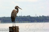 USFL2012723 Amerikaanse blauwe reiger / Ardea herodias