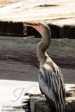 USFL2012724 Amerikaanse slangenhalsvogel / Anhinga anhinga