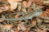USFL2012015 bruine anolis / Anolis sagrei
