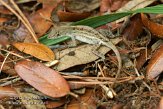 USFL2012018 bruine anolis / Anolis sagrei