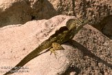 USFL2012025 bruine anolis / Anolis sagrei