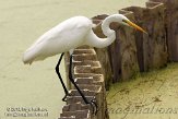 USFL2012171 grote zilverreiger / Ardea alba