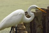 USFL2012173 grote zilverreiger / Ardea alba