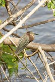USFL2012210 groene reiger / Butorides virescens
